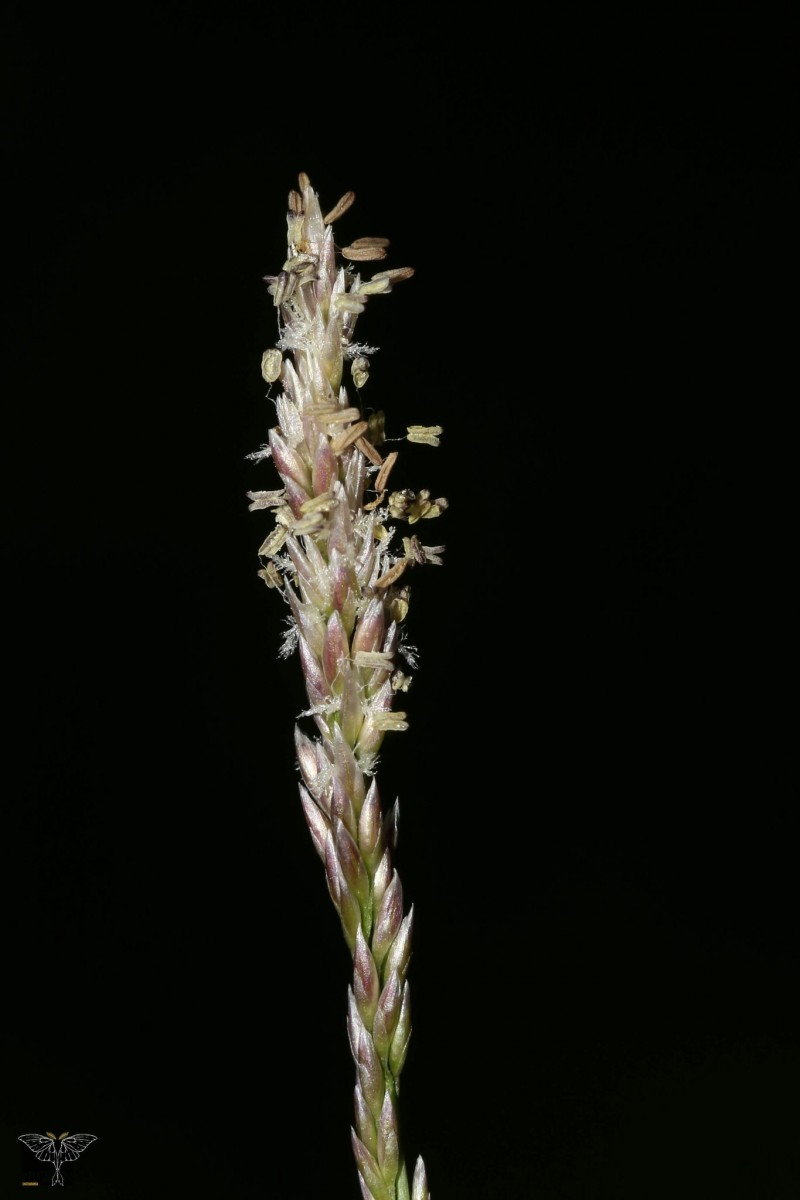 Zoysia matrella (L.) Merr.